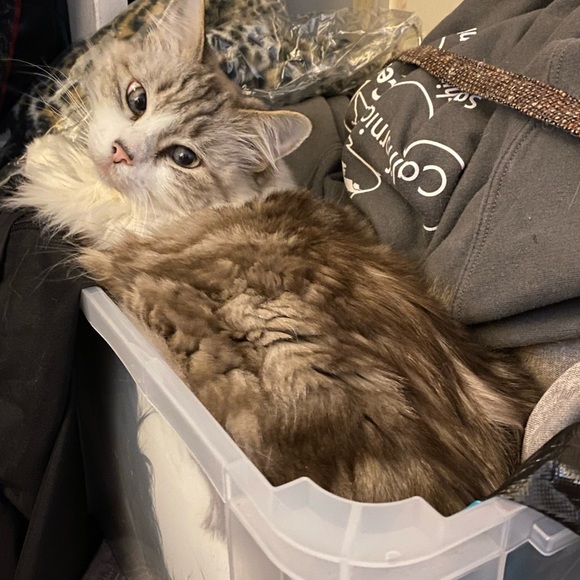 Curious Cat Lives Here - Picture 9 of 16